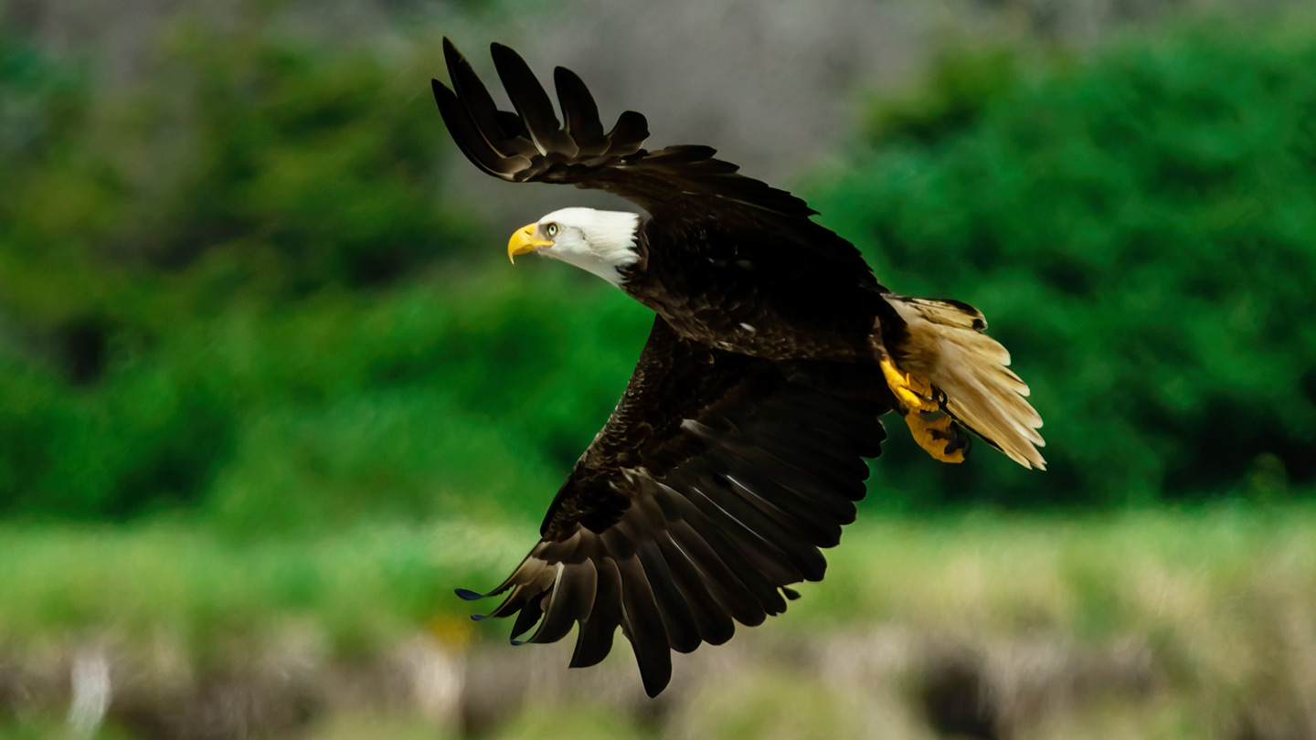 Washington Coast Eagle 06
